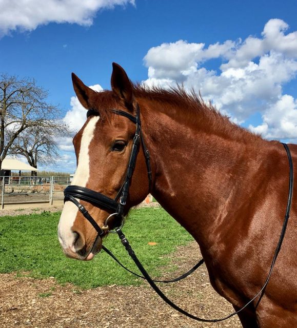 Product Review: Bobby's English Tack