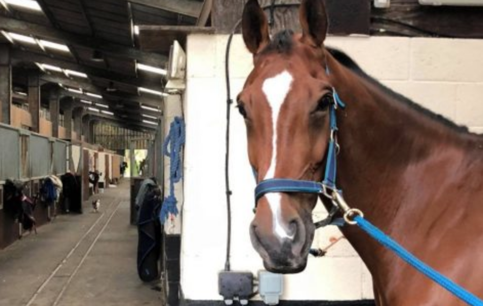 Can Steamed Hay Be a GameChanger for Your Horse? Eventing Nation ThreeDay Eventing News