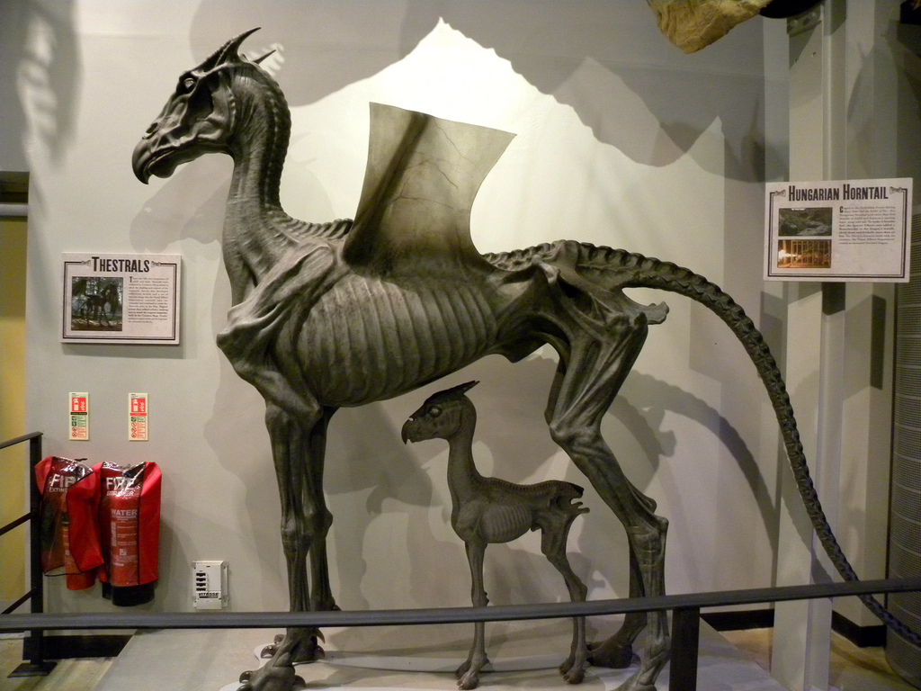 Eventing Life Lesson Brought To You By Harry Potter Eventing Nation Three Day Eventing News Results Videos And Commentary