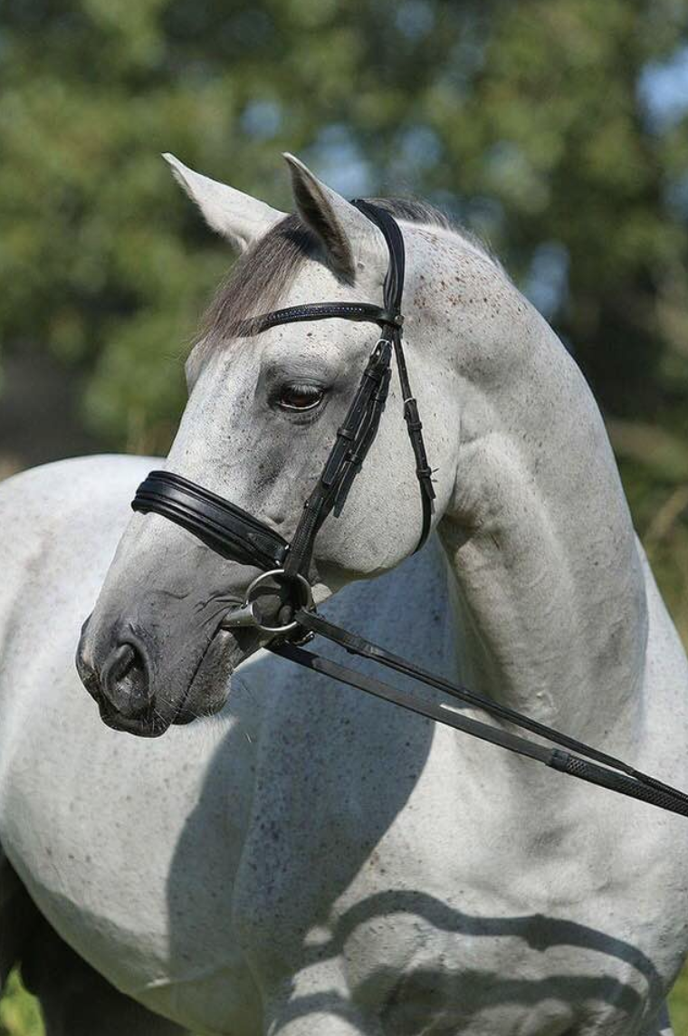 Wednesday News & Notes from Attwood Equestrian Surfaces Eventing