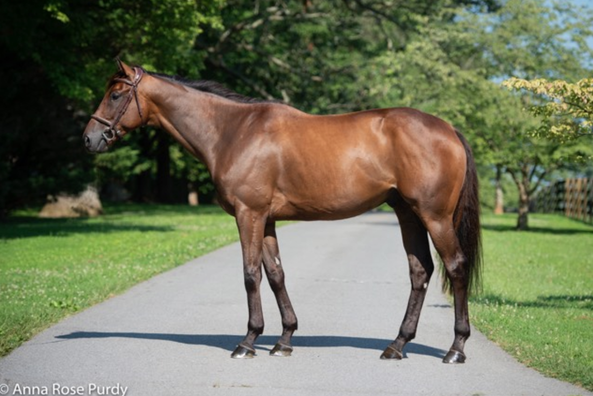 The Thoroughbred Aftercare Summit Returns for 2022
