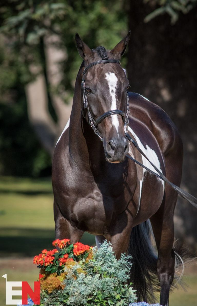 Cornelia Dorr Eventing Nation ThreeDay Eventing News, Results