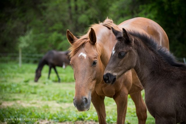 Fey and Bonny in April 2018. Photo by Leslie Threlkeld.