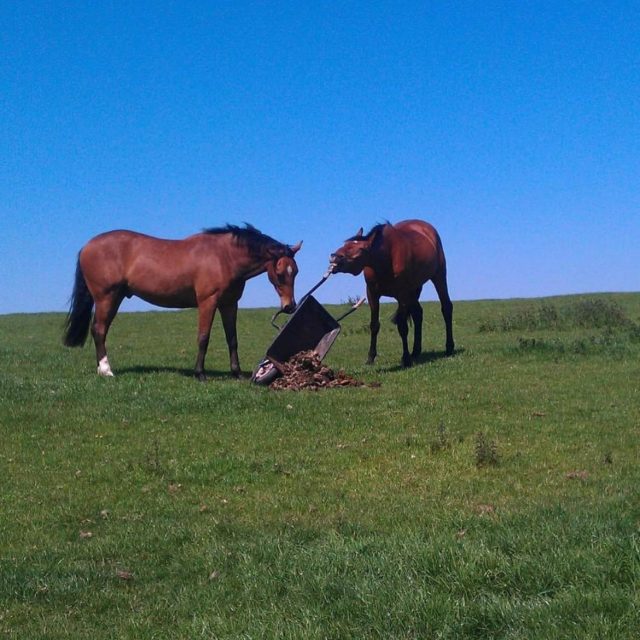 Helping??? Photo by Susan Skene. 