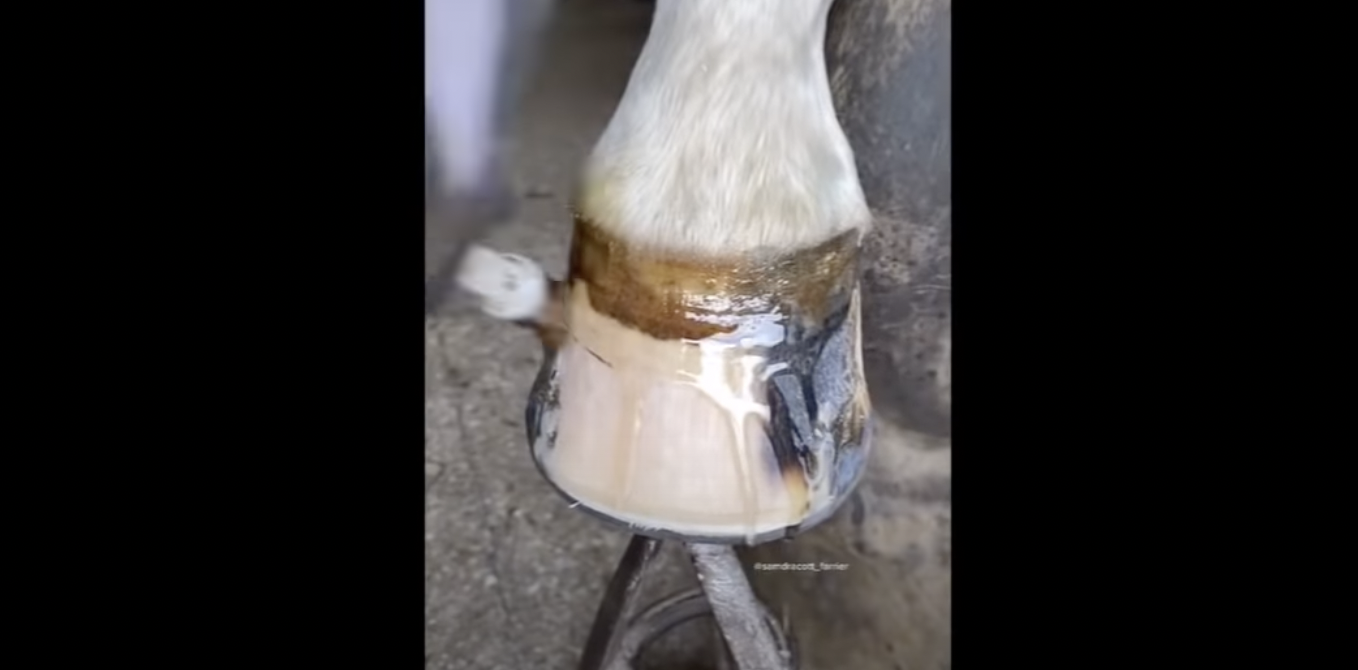 Friday Video from SmartPak: If Equestrians Did ASMR