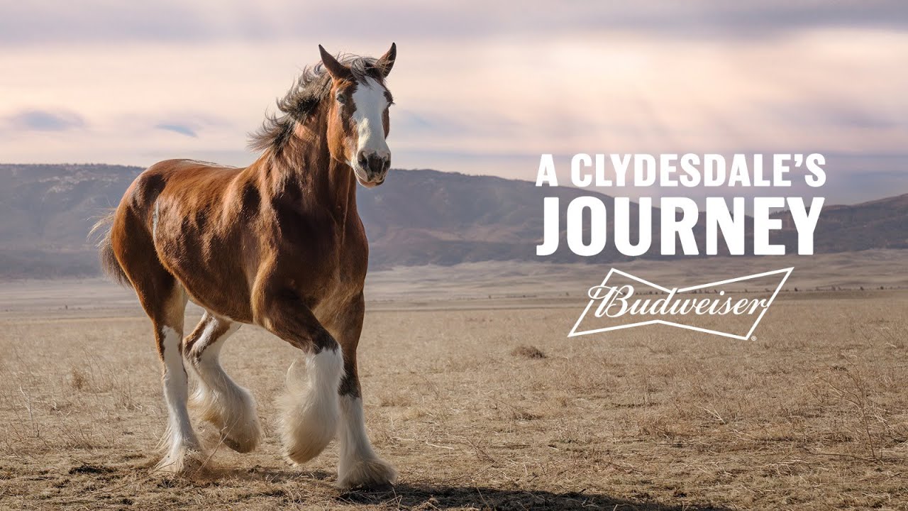 Tuesday Video: Budweiser Super Bowl 2022 Super Bowl Commercial Tuesday Video: Budweiser Super Bowl 2022 Super Bowl Commercial