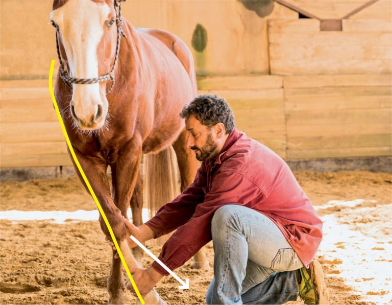 Stretch the Limbs, Free the Back An Excerpt from ‘Stretch Exercises for Horses’ Eventing