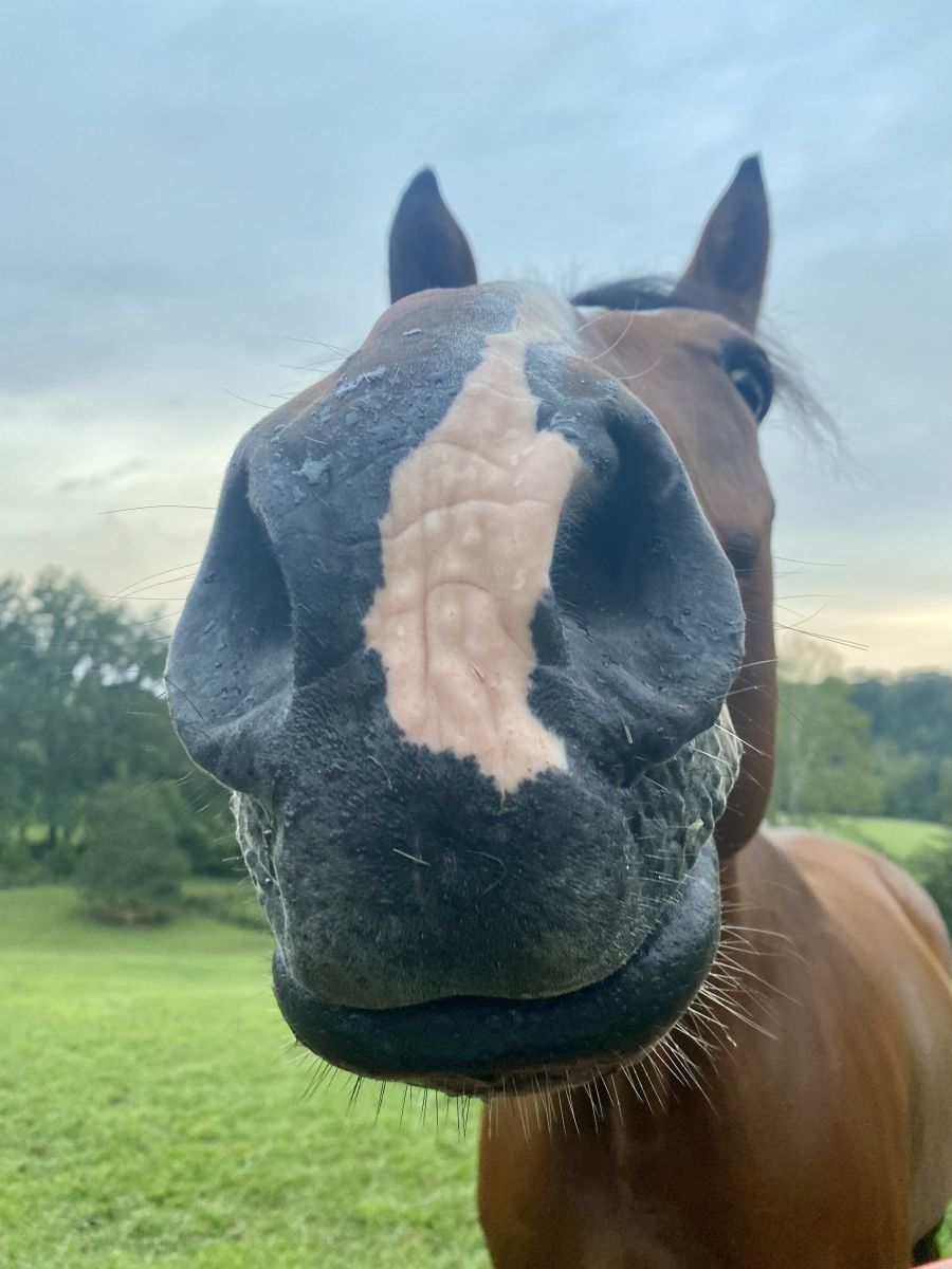 Turkey Day News & Notes Presented by Stable View