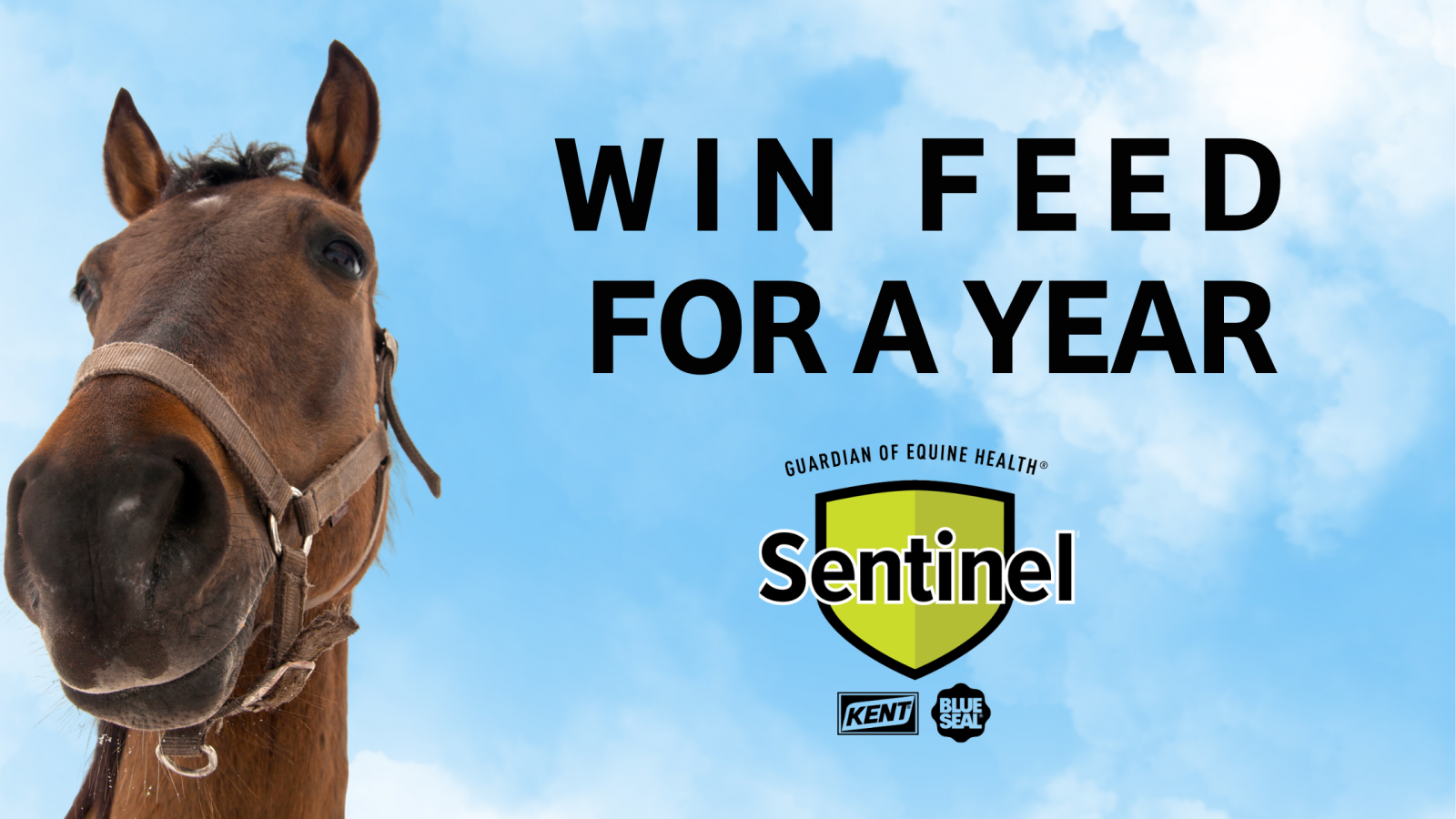 Imagine a Year Without Feed Bills: Enter EN's 'Free Feed for a Year' Sweepstakes with Sentinel Horse Nutrition