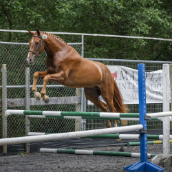 3-year-old winner Tiamo. Photo by Zenya Lepper Photography.