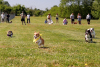 Corgi Races Running Thursday News & Notes | Eventing Nation - Three-Day Eventing News ...