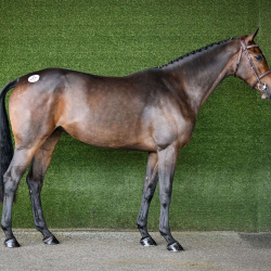 Lot 81: