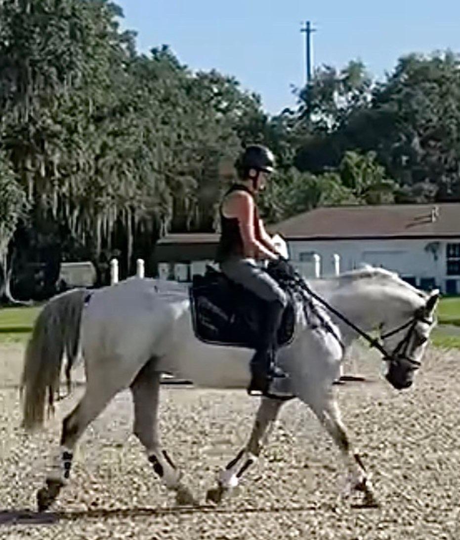 15.3 Purebred Imported Connemara – EASY picture