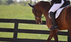 Iggy dressage 2.jpg
